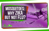 Why Can Mosquitoes Transmit Zika, But Not the Flu?