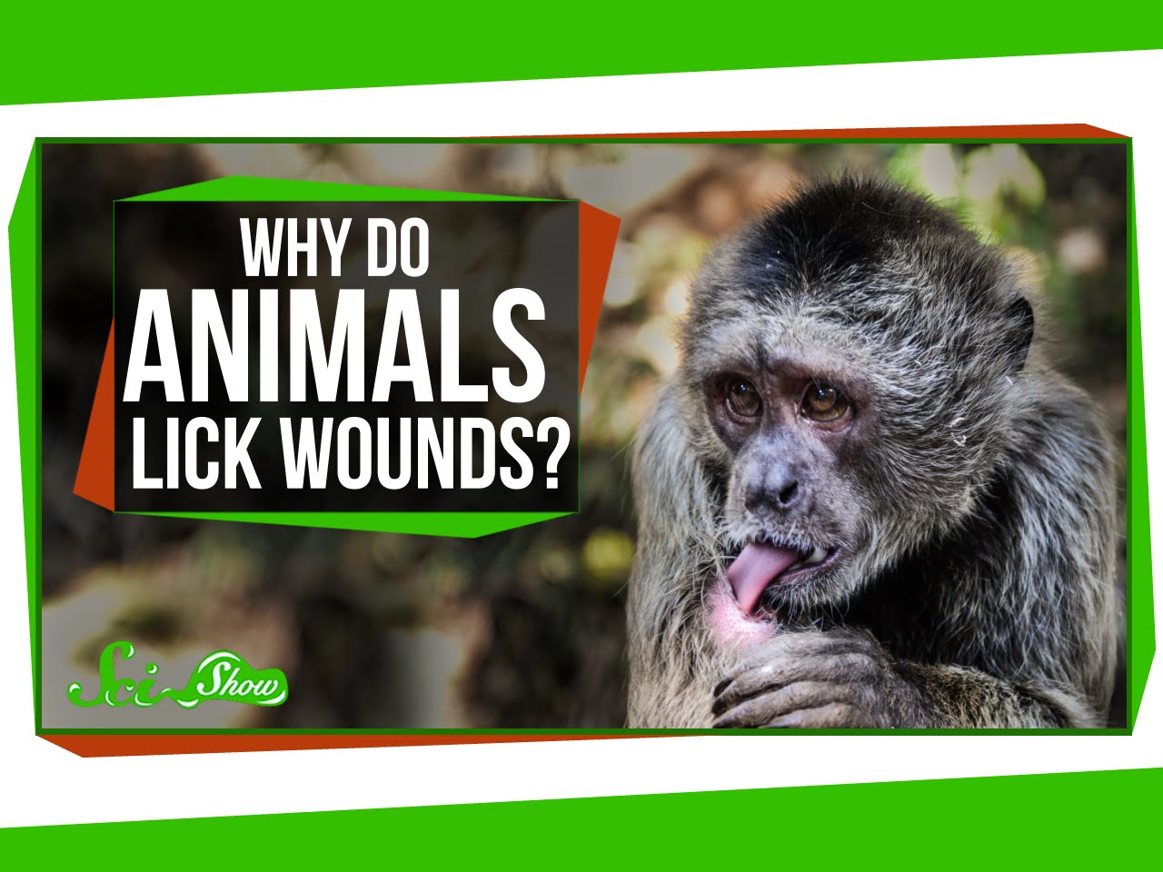 Why Do Animals Lick Their Wounds? ERA Observer