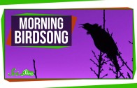 Why Do Birds Sing in the Morning?