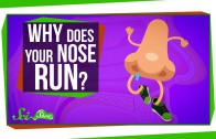Why Do Our Noses Run in the Cold?