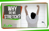 Why Do We Stretch in the Morning?