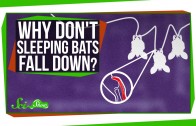 Why Don’t Sleeping Bats Fall Down?
