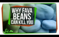 Why Fava Beans Can Kill You