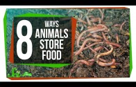 8 Creative Ways Animals Store Food