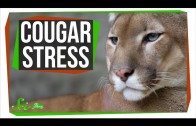 Cougar Stress: SciShow Talk Show