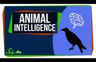 How Smart Are Animals, Really?
