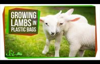Growing Lambs in High-Tech Plastic Bags