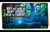 Why Are There So Many Species near the Equator?